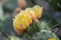 Devilâs-tongue, Opuntia humifusa, yellow budding flower